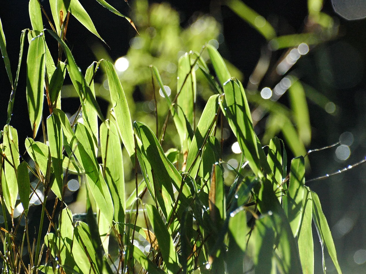 Umbrella Bamboo (Fargesia murielae)