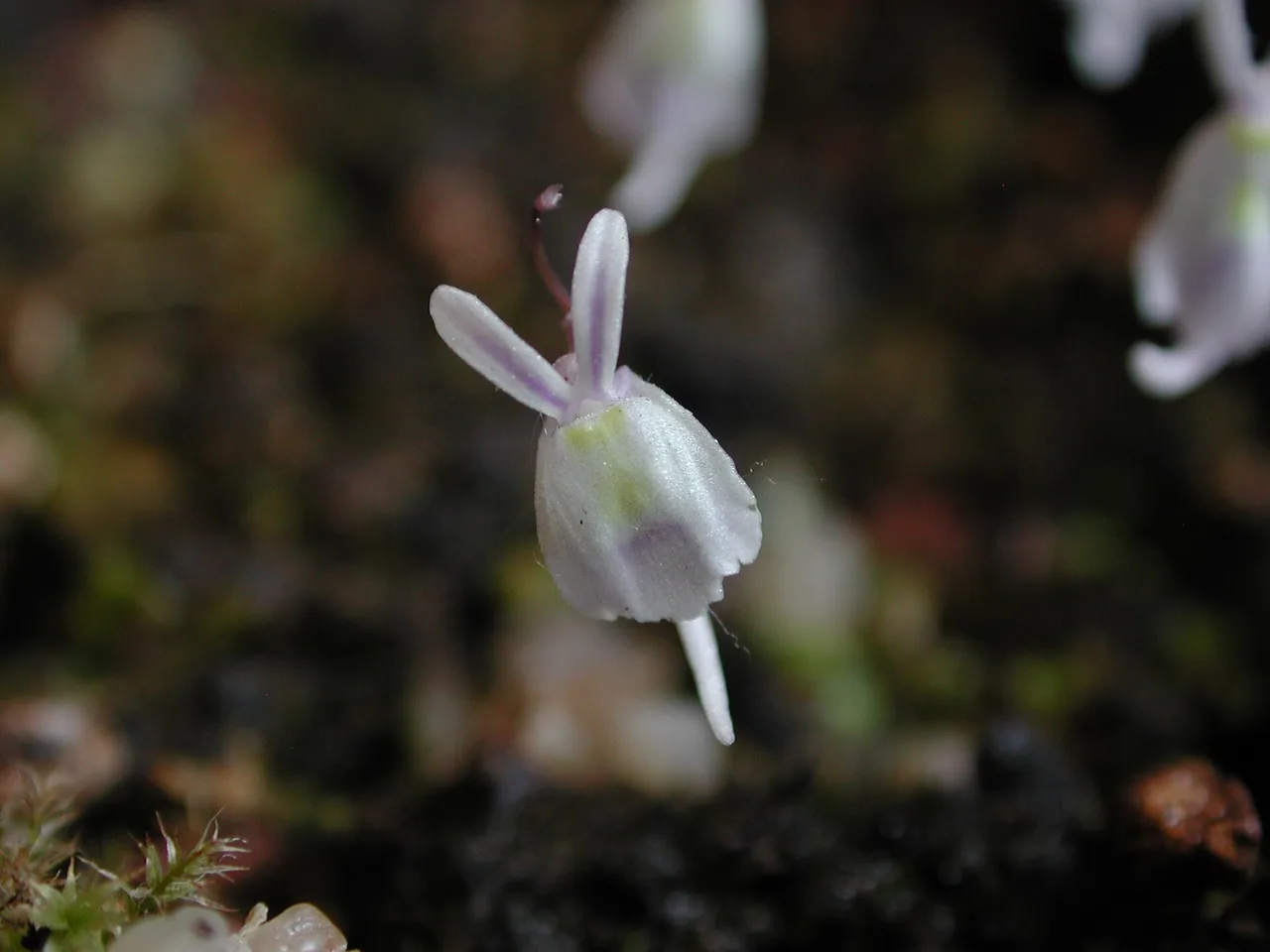 Rabbit Ears Bladderwort (Utricularia sandersonii)