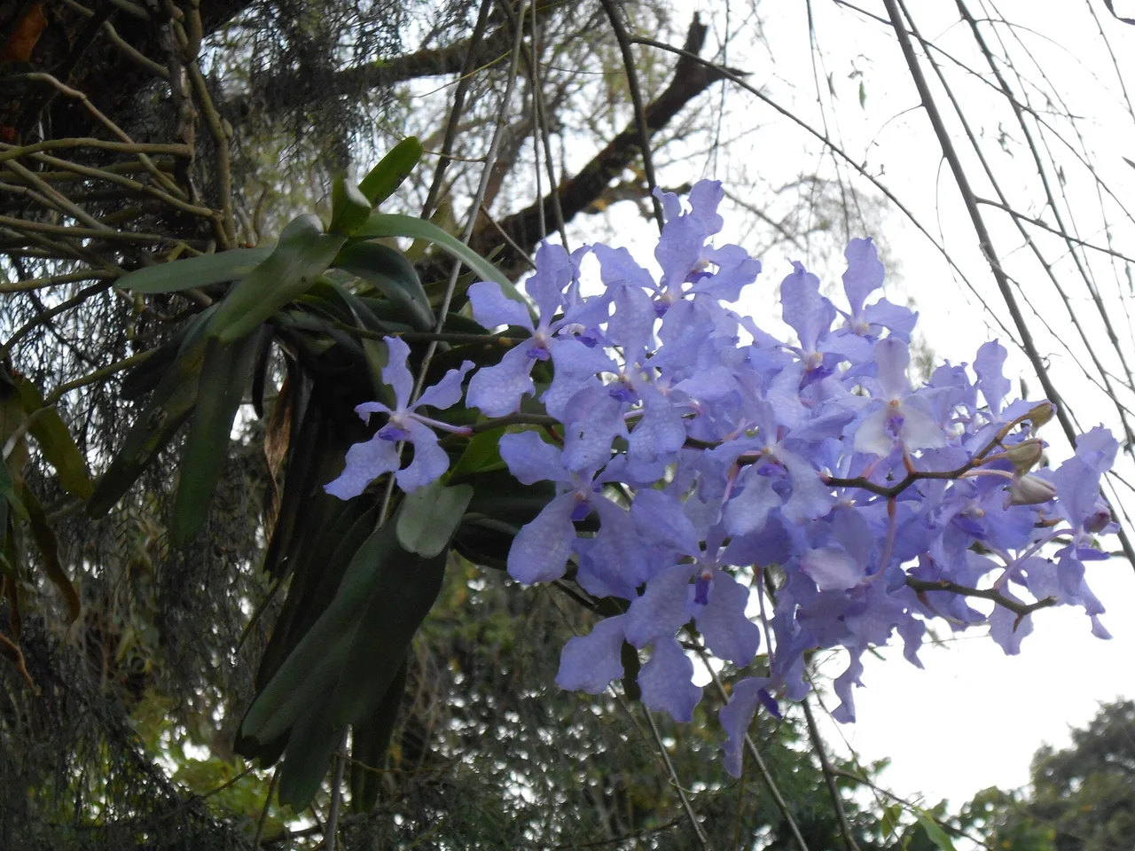 Vanda (Vanda coerulea)