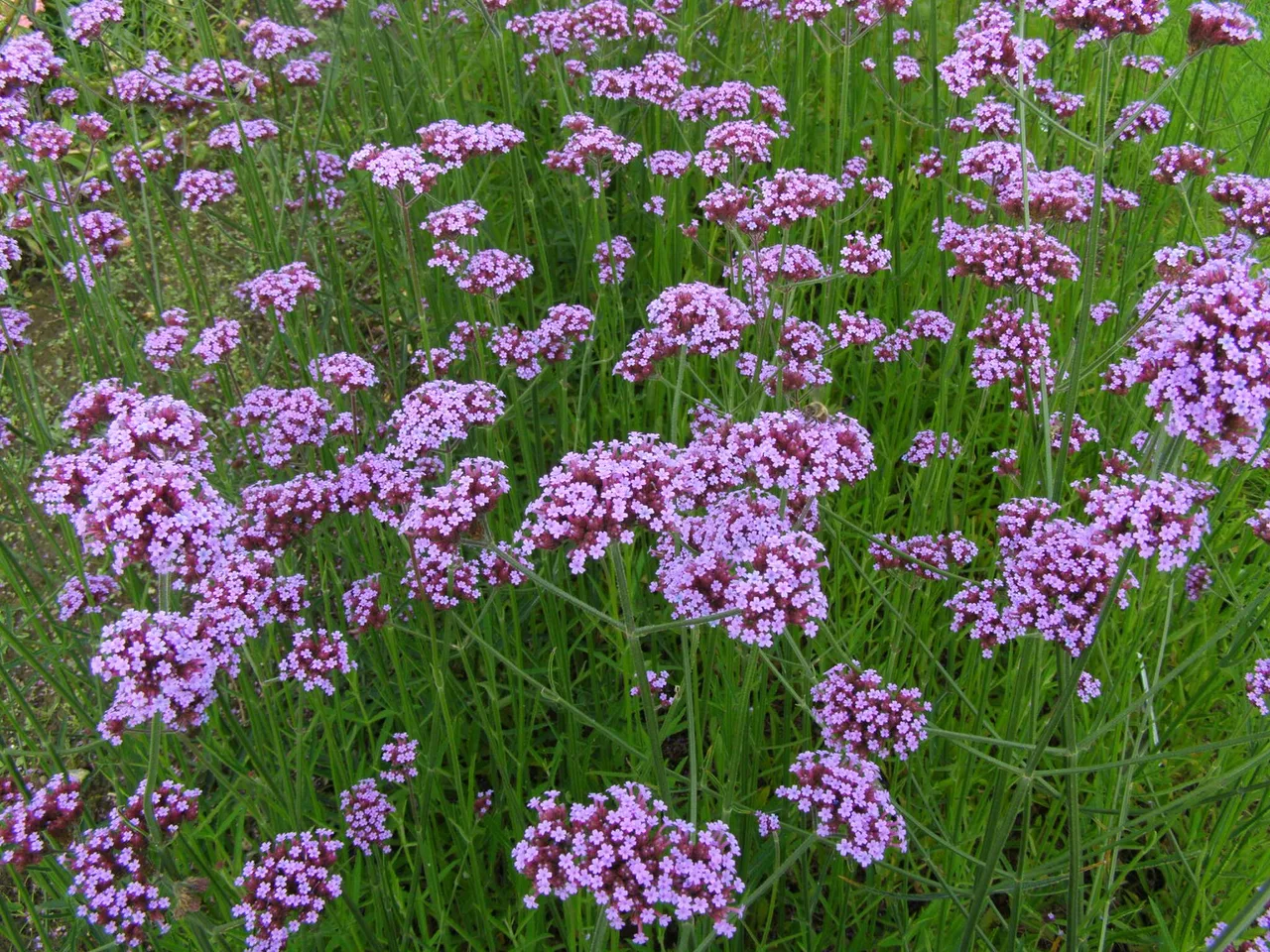 Purple Top Verbena (Verbena bonariensis)