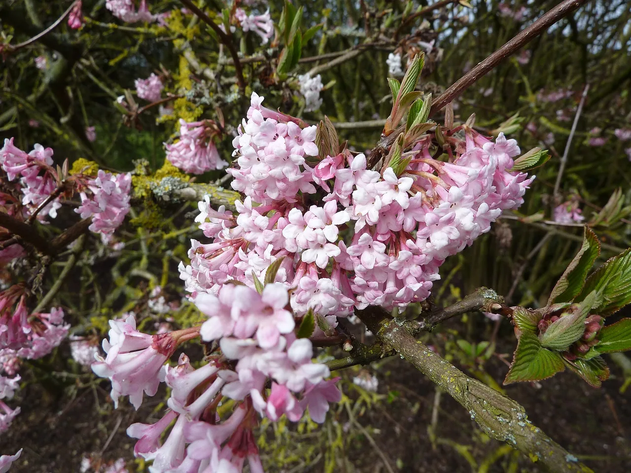 Winter Viburnum (Viburnum x bodnantense)