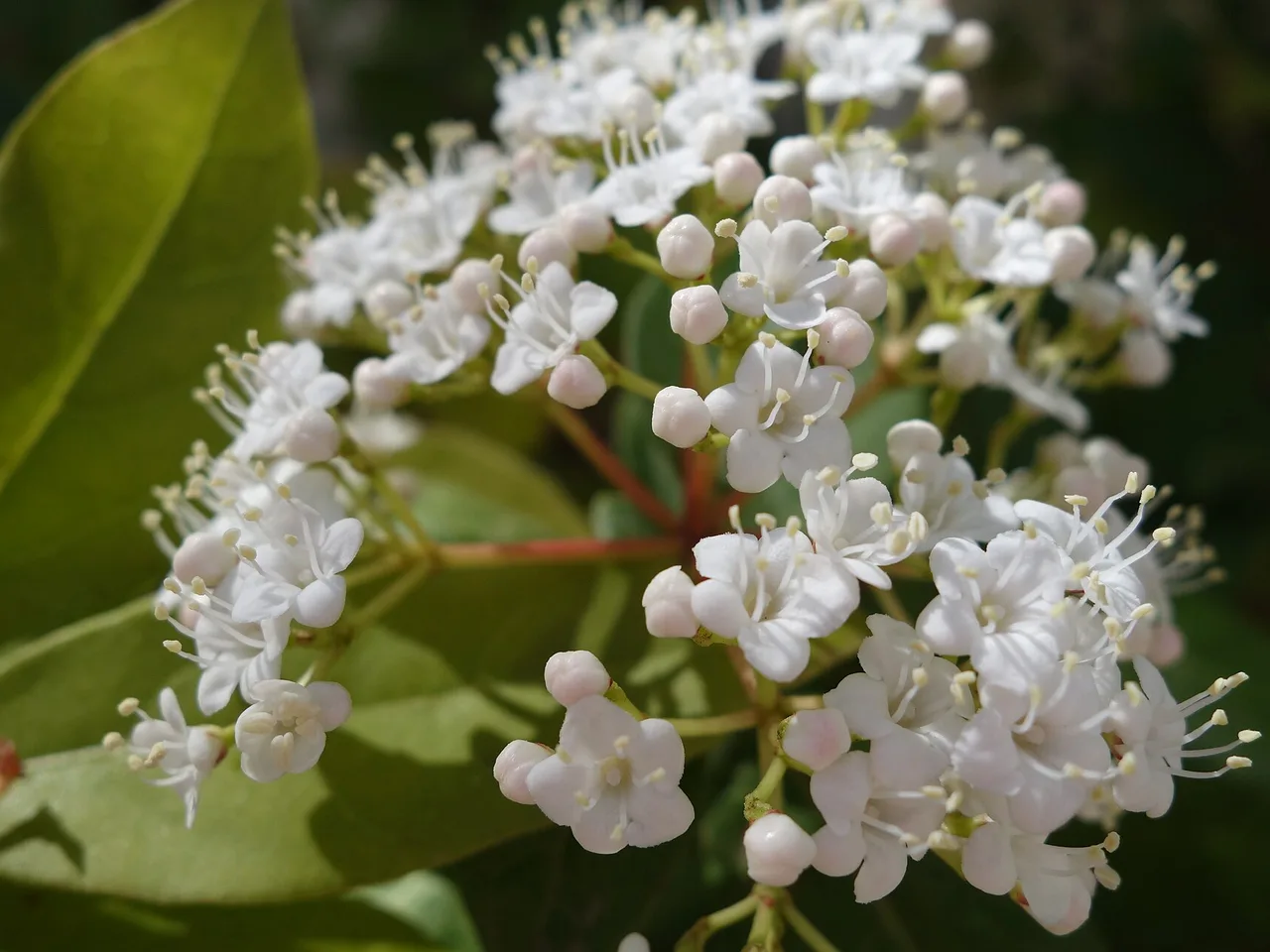 Laurustinus (Viburnum tinus)