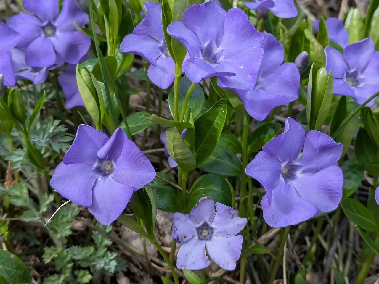 Lesser Periwinkle (Vinca minor)