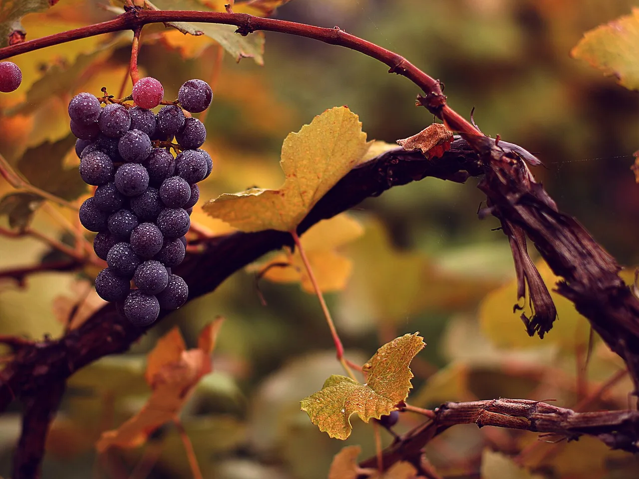 Grape Vine (Vitis vinifera)