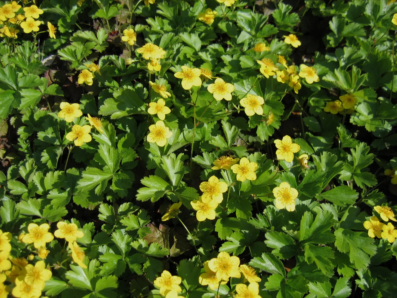 Barren Strawberry (Waldsteinia ternata)