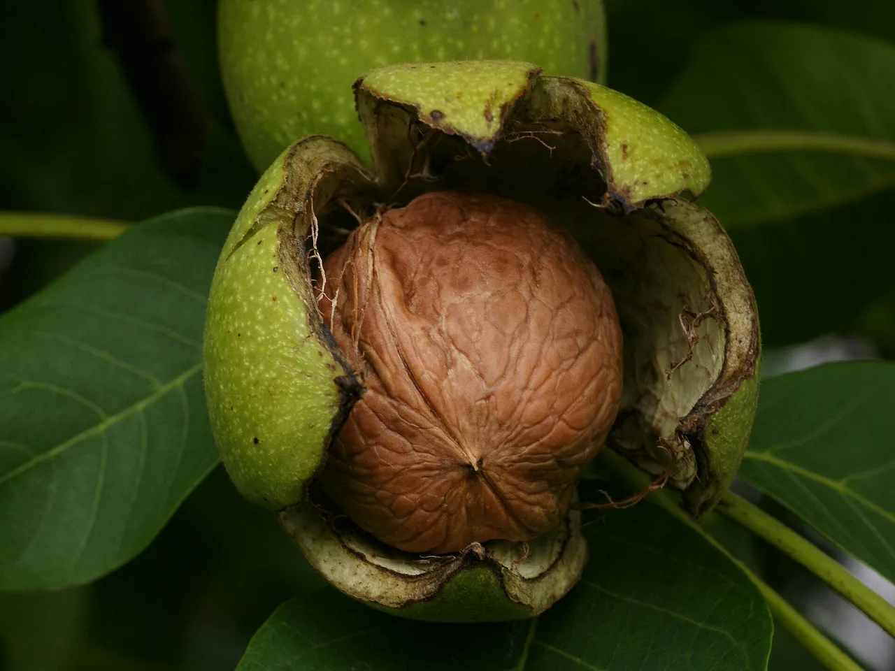 Common Walnut (Juglans regia)