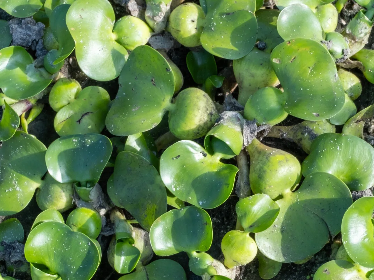 Water Hyacinth (Pontederia crassipes)