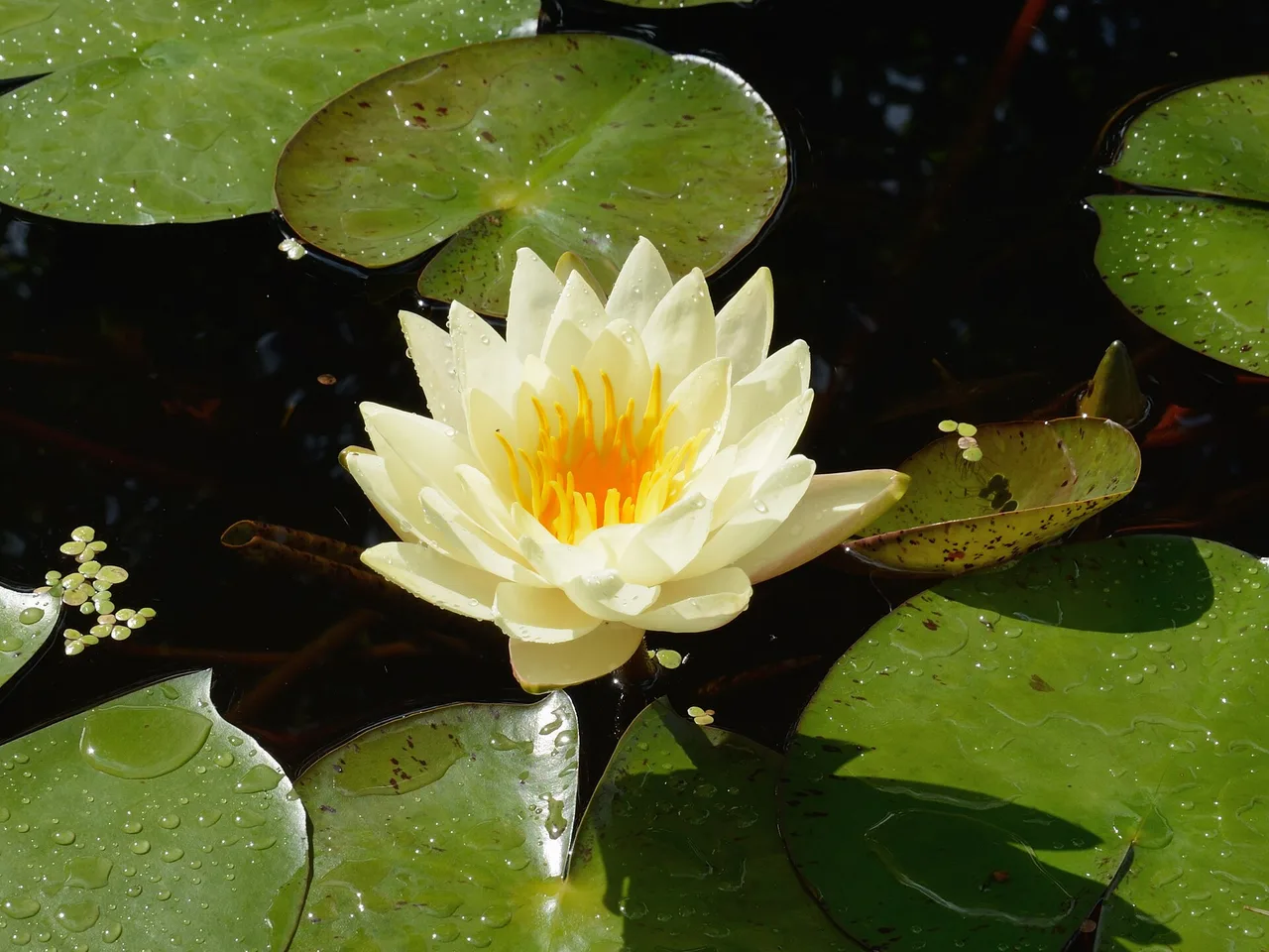 Water Lily (Nymphaea alba)