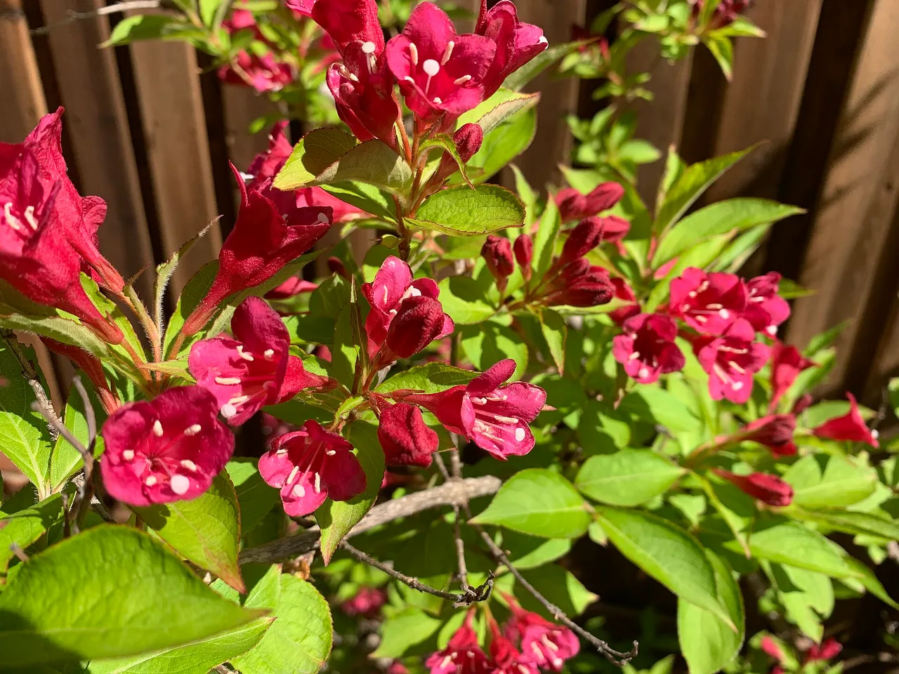 Weigela (Weigela florida)