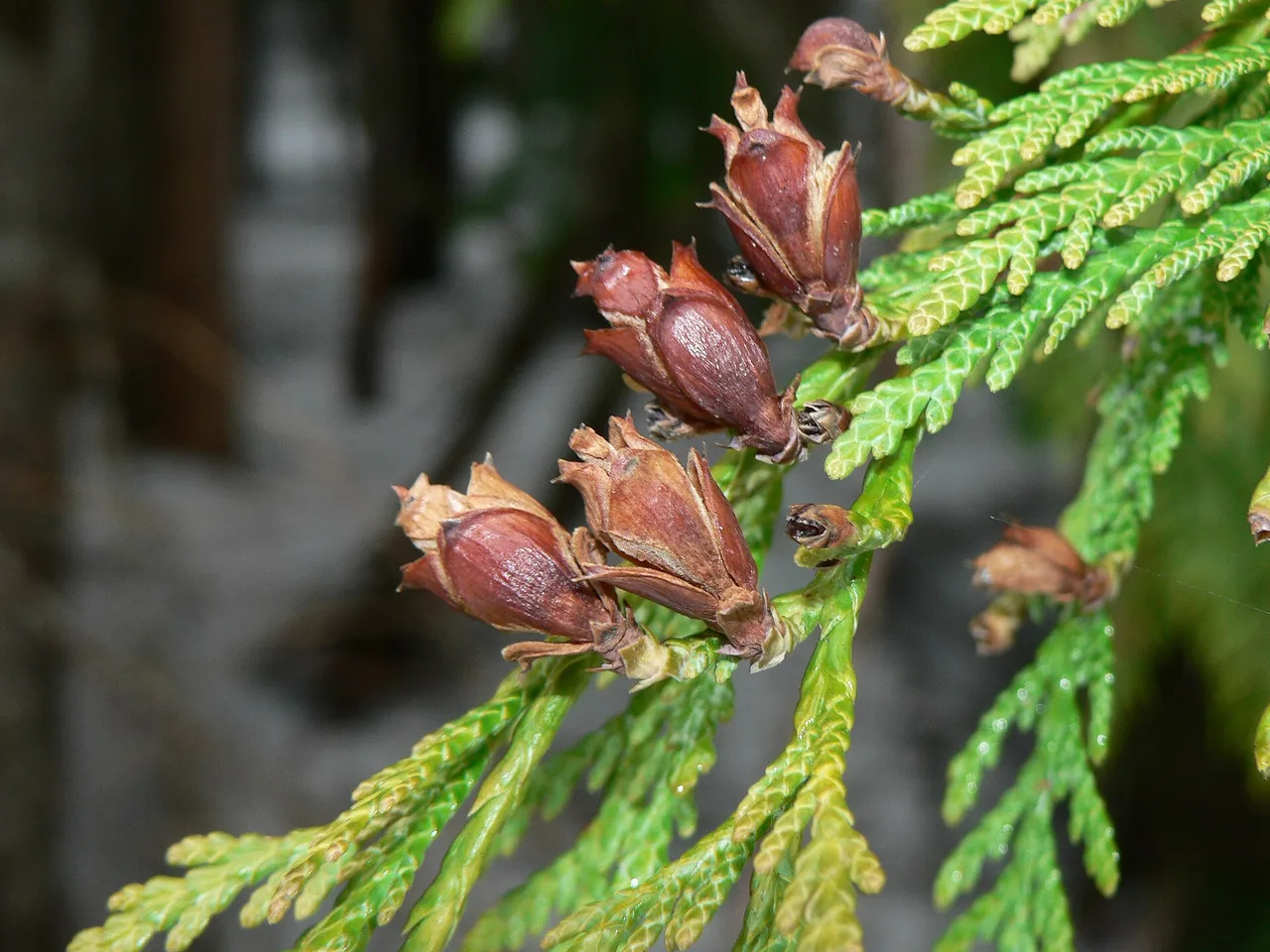 Western Red Cedar (Thuja plicata)
