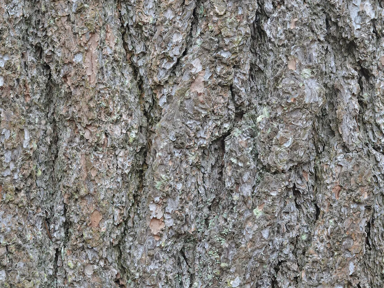 Eastern White Pine (Pinus strobus)
