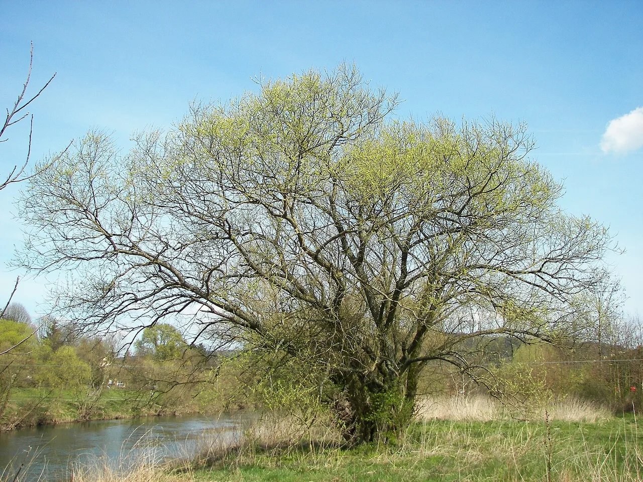 White Willow (Salix alba)