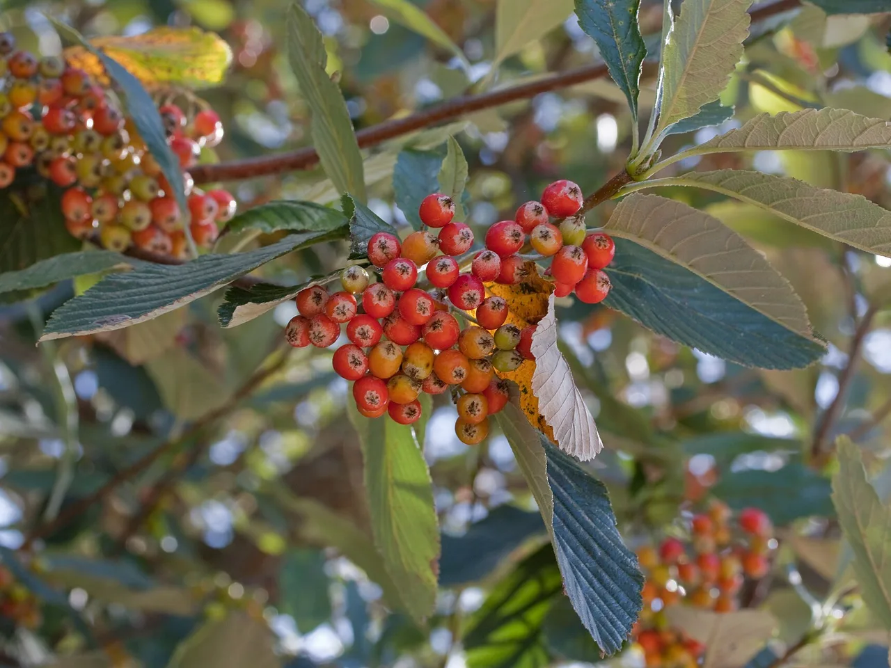 Whitebeam (Sorbus aria)