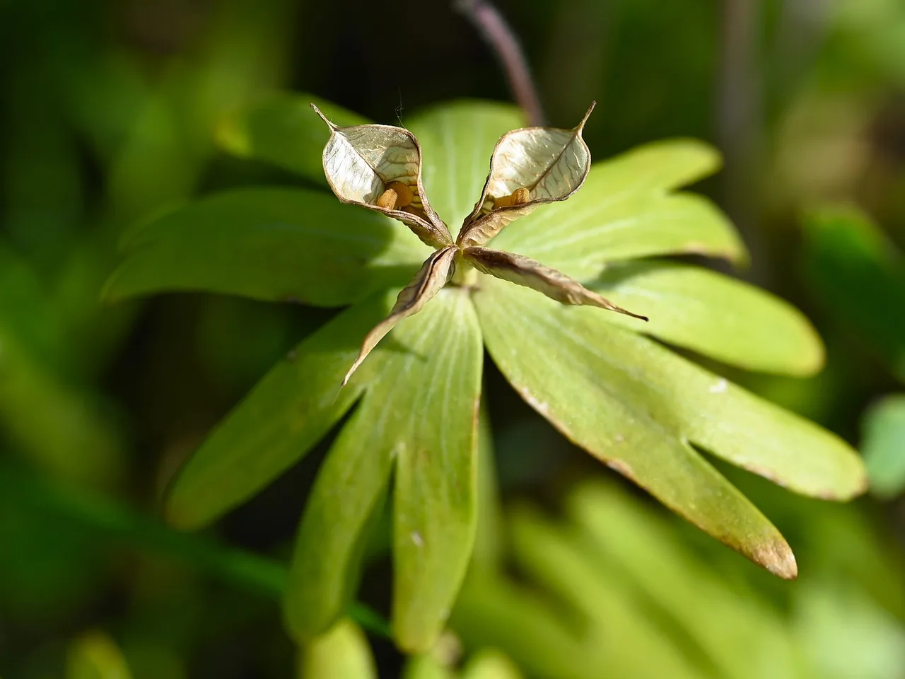 Winter Aconite (Eranthis hyemalis)
