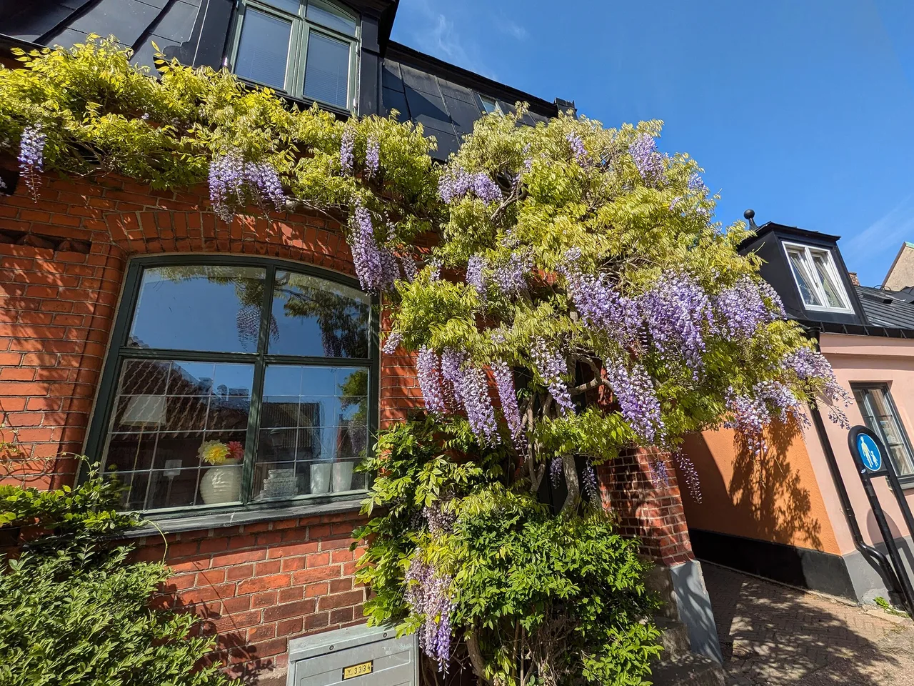 Chinese Wisteria (Wisteria sinensis)