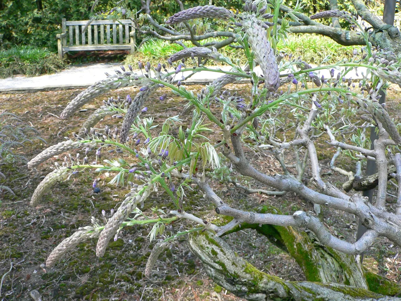 Wisteria (Wisteria floribunda)
