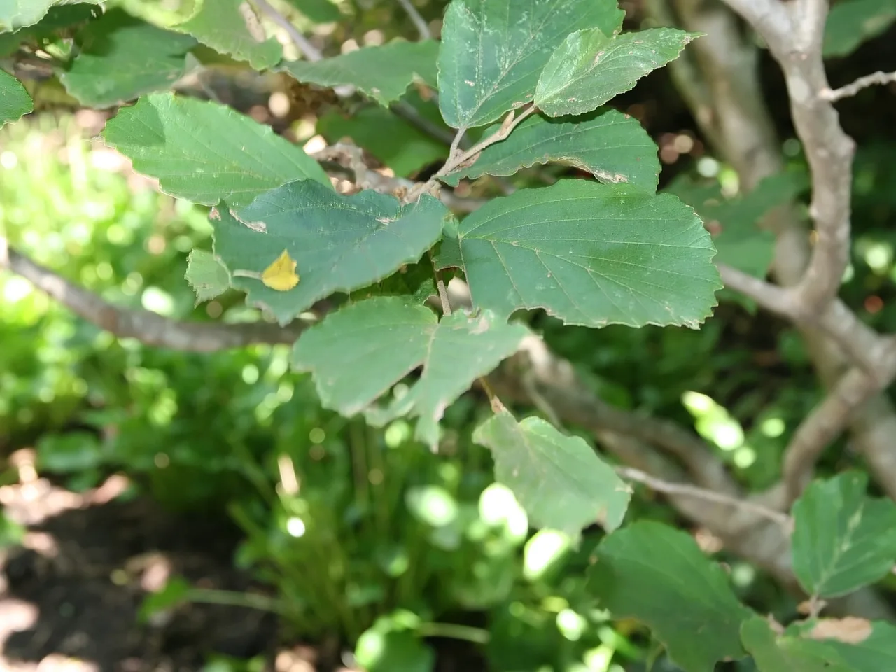 Witch Hazel (Hamamelis x intermedia)