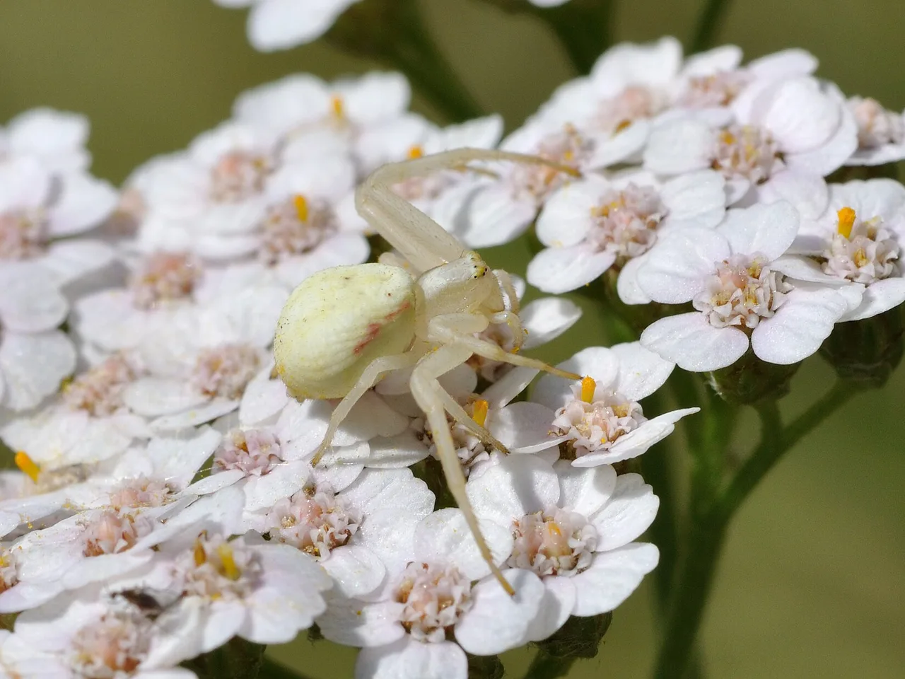 Yarrow (Achillea millefolium)
