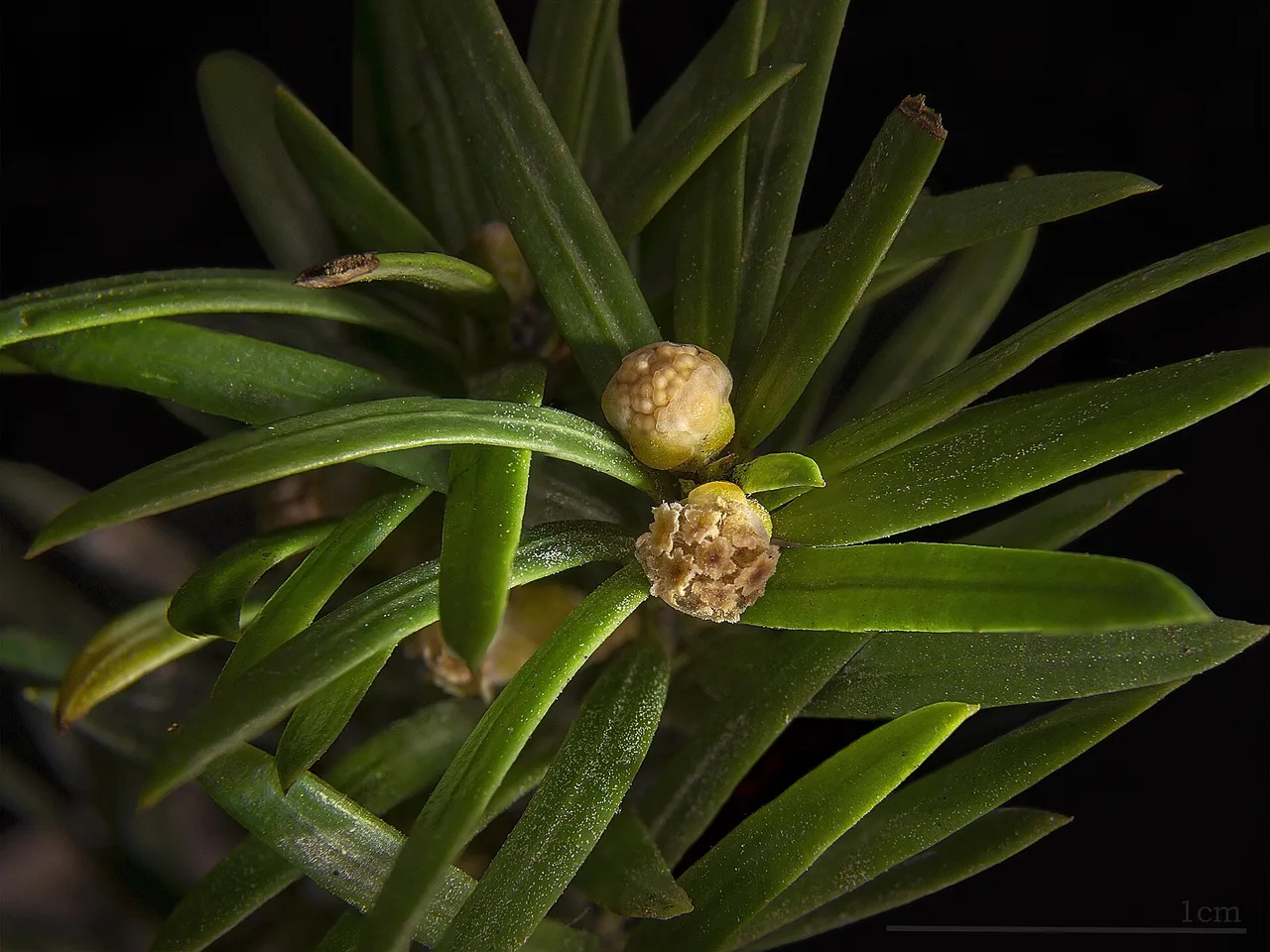 Common Yew (Taxus baccata)