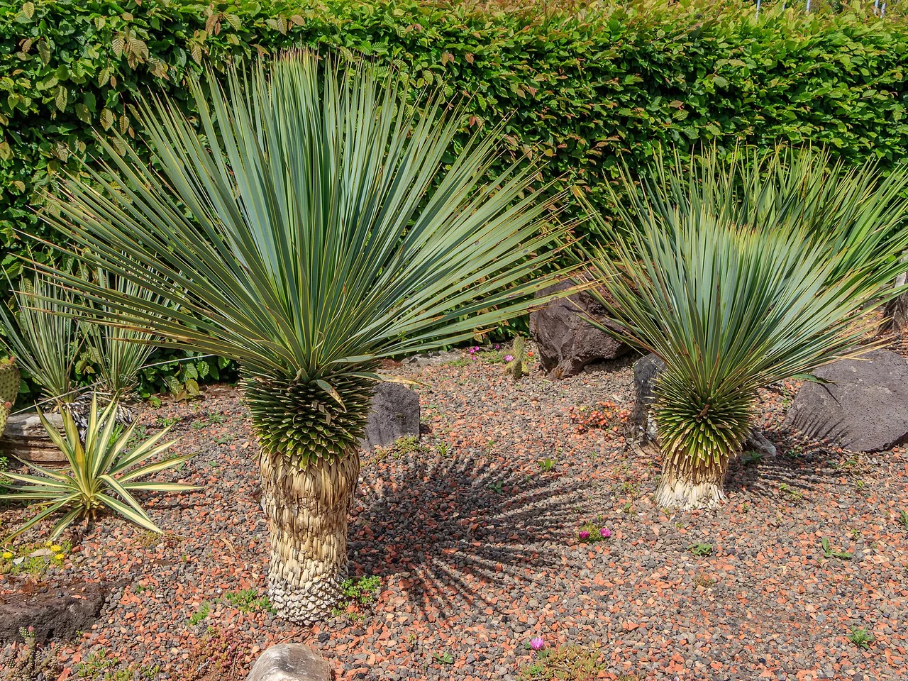 Yucca (Yucca rostrata)