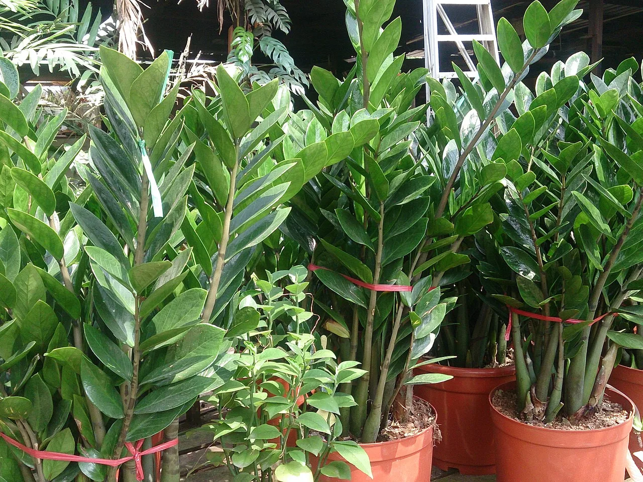 ZZ Plant (Zamioculcas zamiifolia)