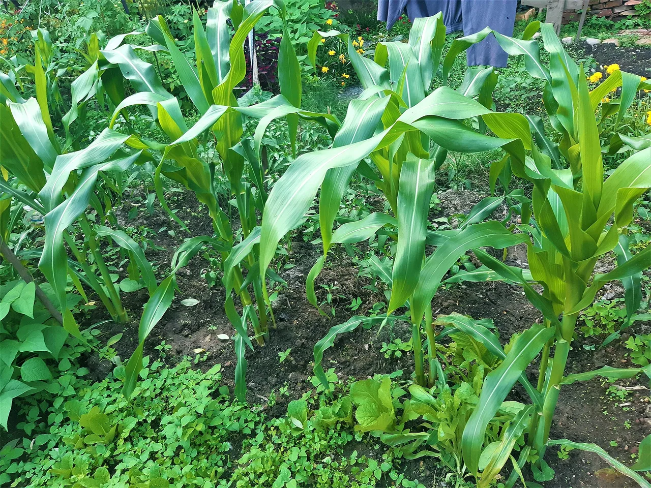 Sweetcorn (Zea mays)