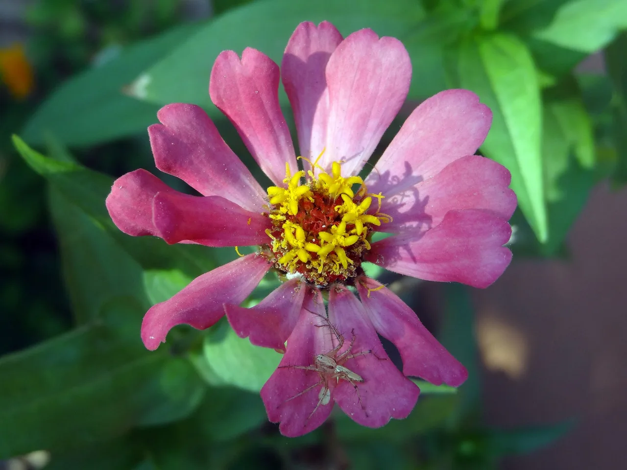 Zinnia (Zinnia elegans)