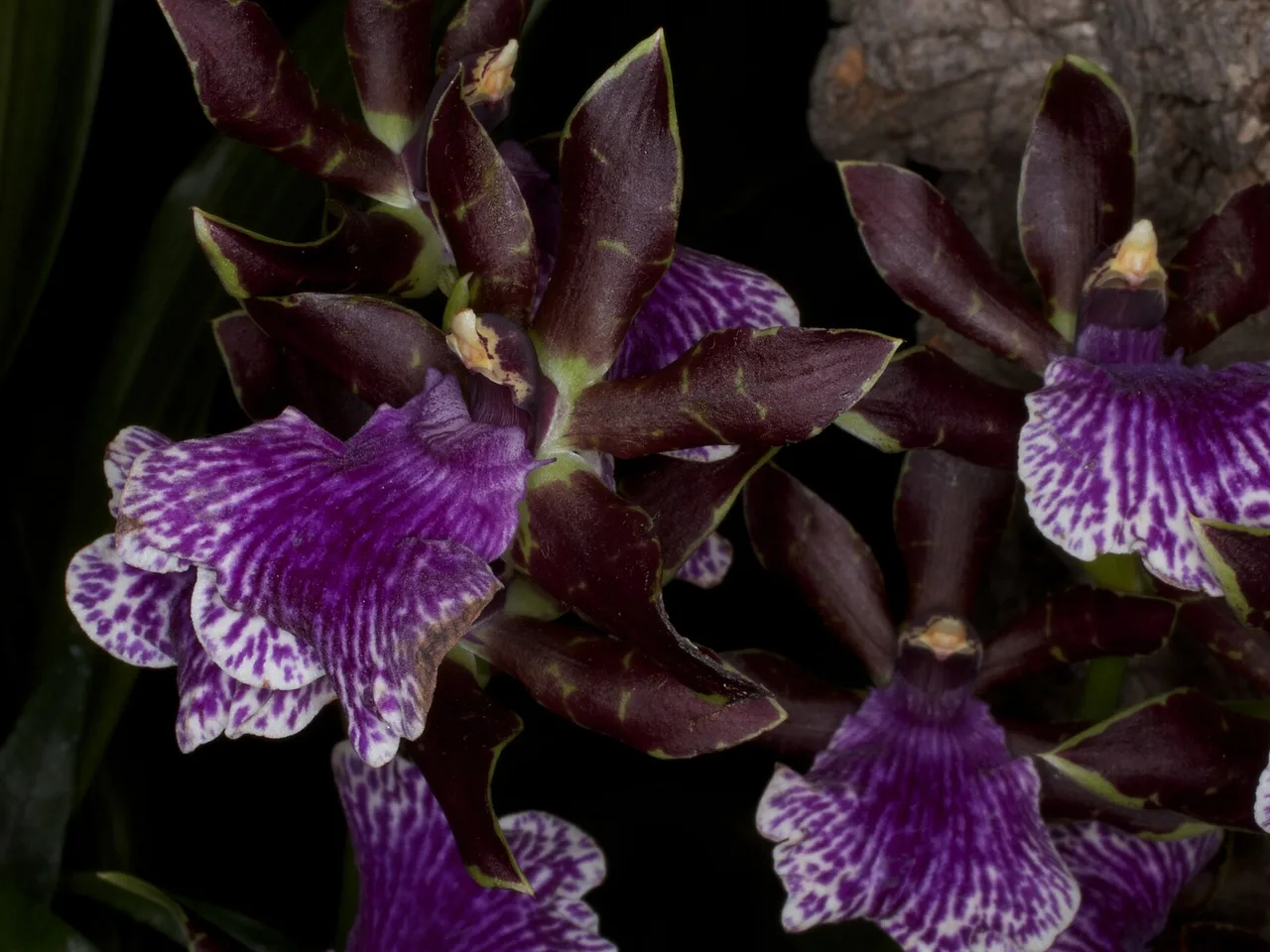 Zygopetalum (Zygopetalum maculatum)